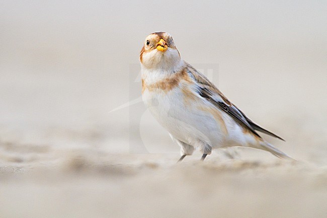 Snow Bunting, Plectrophenax nivalis, in winter plumage sitting on basalt rocks part of small flock wintering at North Sea coast. Adult female of nominate subspecies nivalis eating seed looking into lens. stock-image by Agami/Menno van Duijn,