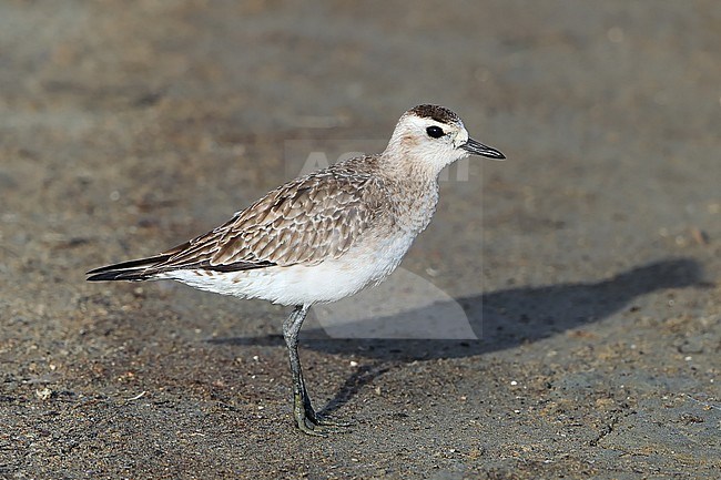 Second calendar year American Golden Plover (Pluvialis dominica) during spring migration at Hyeres in France. A transatlantic vagrant wader. stock-image by Agami/Aurélien Audevard,
