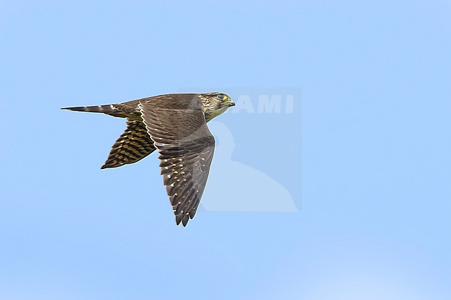 Adult female American Merlin (Falco columbarius columbarius) in flight over Chambers Co., Texas, USA in 
October 2017 stock-image by Agami/Brian E Small,