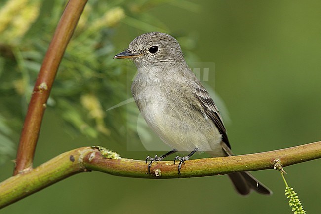 Adult American Gray Flycatcher (Empidonax wrightii) perched on a twig in Riverside County, California, USA. Sitting against a green natural background. stock-image by Agami/Brian E Small,