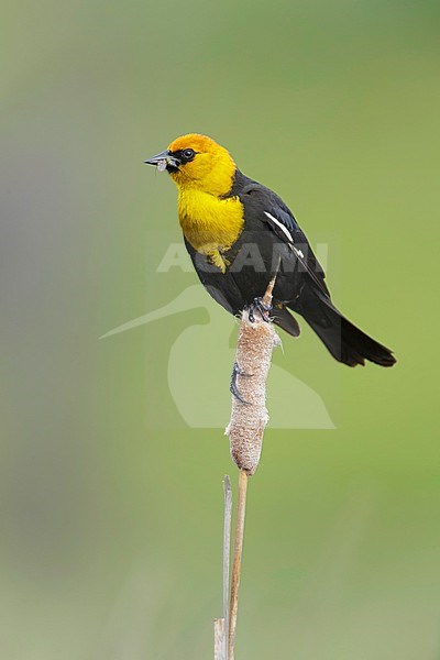 Adult male Yellow-headed Blackbird (Xanthocephalus xanthocephalus) in marsh near Kamloops, British Colombia, Canada. stock-image by Agami/Brian E Small,