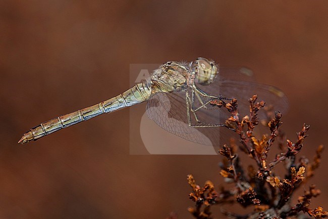 Imago Zuidelijke heidelibel; Adult Southern Darter stock-image by Agami/Fazal Sardar,