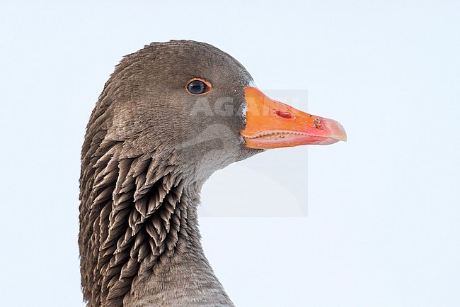 Greylag Goose - Graugans - Anser anser ssp. anser, Germany, adult stock-image by Agami/Ralph Martin,