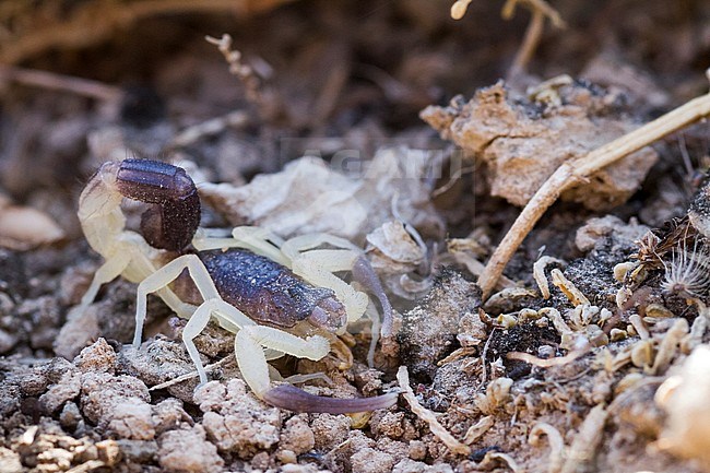 Scorpion species, Oman stock-image by Agami/Ralph Martin,