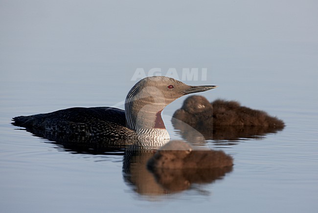 Zwemmende Roodkeelduiker met jongen; Swimming Red-throated Loon with young stock-image by Agami/Markus Varesvuo,