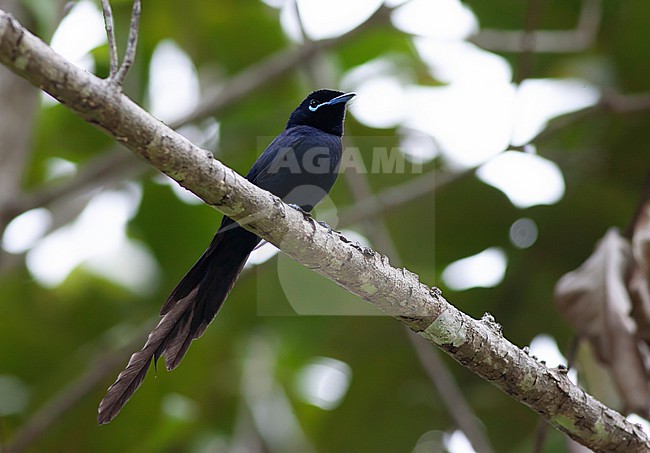 Male Seychelles Paradise Flycatcher (Terpsiphone corvina) on the Seychelles. stock-image by Agami/David Monticelli,