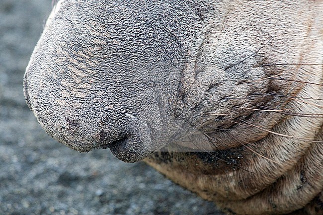 Closeup of the nose of a male Southern Elephant Seal (Mirounga leonina) on Macquarie Island, Australia. stock-image by Agami/Marc Guyt,