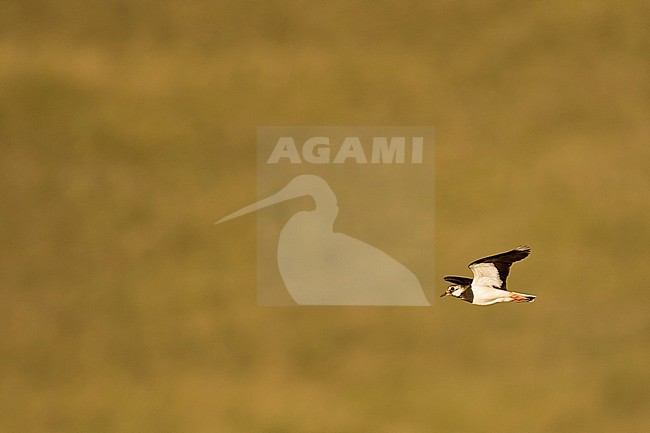 Northern Lapwing - Kiebitz - Vanellus vanellus, Russia (Baikal), adult stock-image by Agami/Ralph Martin,