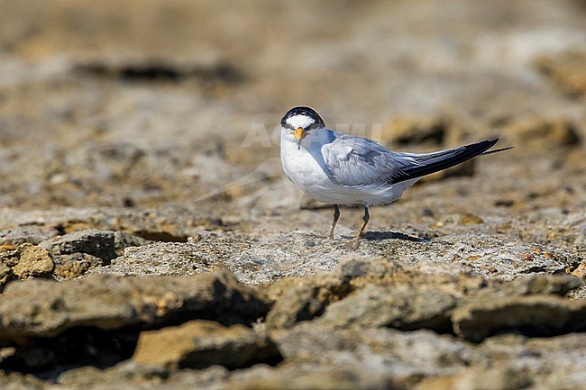 Saunders's Tern, Sternula saundersi, in Egypt. stock-image by Agami/Vincent Legrand,