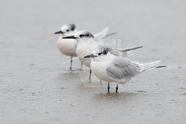 Sandwich Tern (Thalasseus sandvicensis), three individuals in winter plumage standing in the water, Campania, Italy stock-image by Agami/Saverio Gatto,