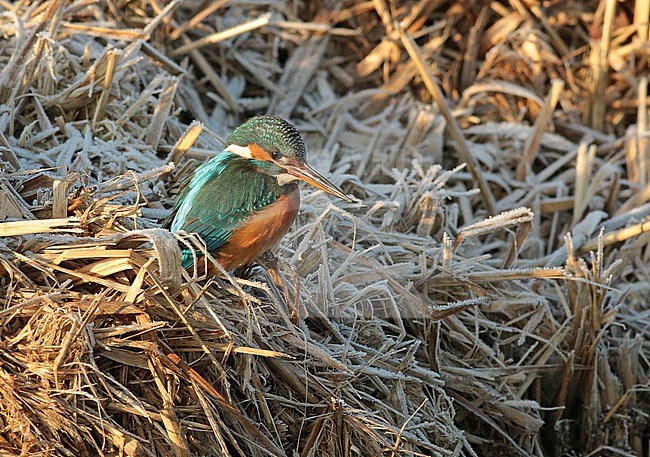 Female Common Kingfisher (Alcedo atthis) resting in the sun in a winter setting stock-image by Agami/Renate Visscher,