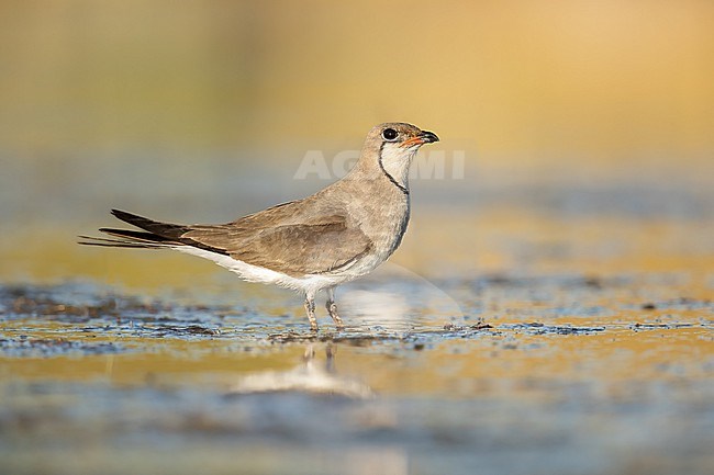 Adult Collared Pratincole in Spain stock-image by Agami/Onno Wildschut,