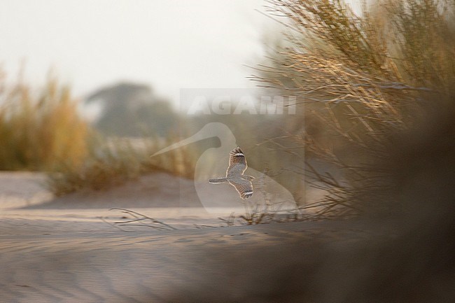 Golden Nightjar (Caprimulgus eximius) in desert of Ouadane in Mauritania. Adult bird in flight. stock-image by Agami/Josh Jones,