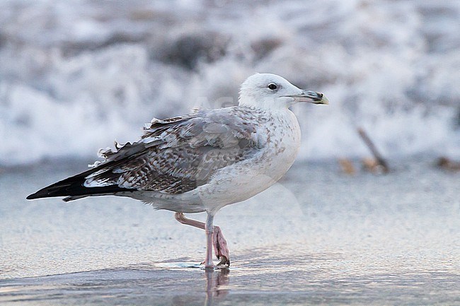 Immature Capian Gull on the beach of Helgoland, second winter, calendar, year stock-image by Agami/Menno van Duijn,