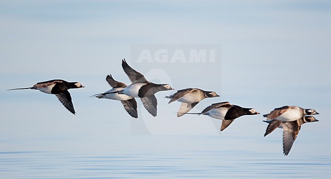 Groep volwassen IJseenden in zomerkleed in de vlucht; Groep of adult summer Long-tailed Ducks in flight stock-image by Agami/Markus Varesvuo,