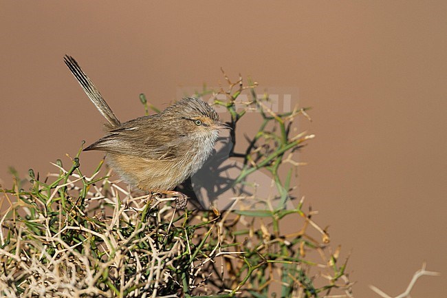 Streaked Scrub-warbler - Wüstenprinie - Scotocerca inquieta ssp. saharae, Morocco stock-image by Agami/Ralph Martin,