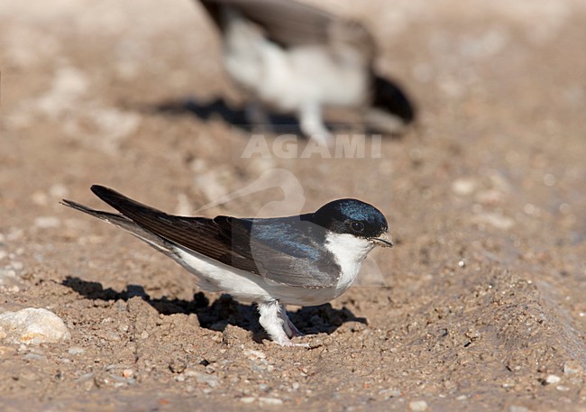 Huiszwaluwen modder verzamelend voor hun nesten Lesbos Griekenland, House Martins gathering mud for nest building Lesvos Greece stock-image by Agami/Wil Leurs,