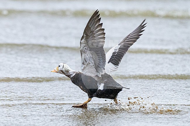  stock-image by Agami/Menno van Duijn,