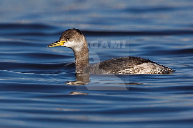 Roodhalsfuut zwemmend in Italiaanse haven; Red-necked Grebe swimming in Italian harbour stock-image by Agami/Daniele Occhiato,