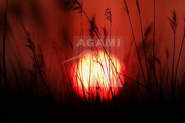 Reed bed (Phragmites australis) photographed with setting sun in the Netherlands. stock-image by Agami/Chris van Rijswijk,