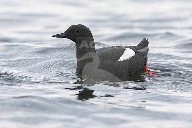 Black Guillemot (Cepphus grylle), adult swimming in the water, Capital Region, Iceland stock-image by Agami/Saverio Gatto,