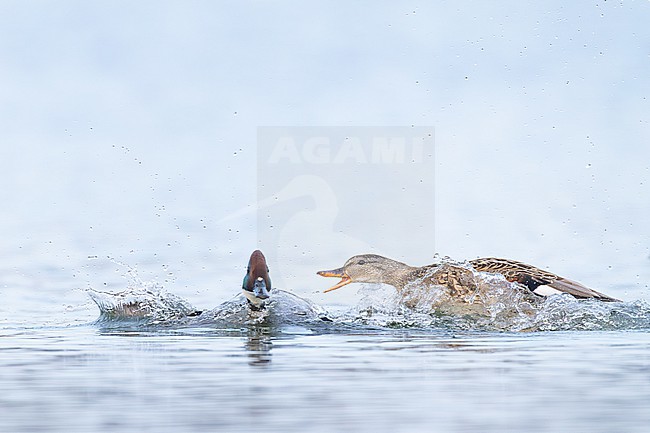 Bronskopeend, Falcated Duck, Mareca falcata stock-image by Agami/Menno van Duijn,