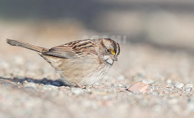 White-throated Sparrow (Zonotrichia albicollis) standing on the ground during autumn migration in Quebec, Canada. stock-image by Agami/Ian Davies,