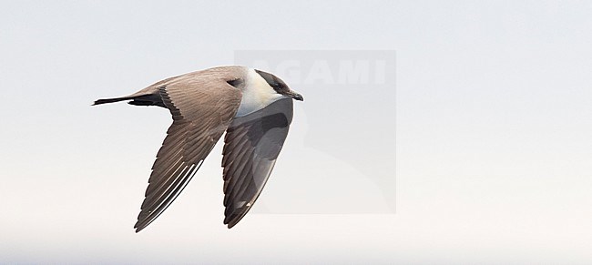 Long-tailed Skua (Stercorarius longicaudus) adult moulting to winter plumage, flying off Madeira above the Atlantic ocean stock-image by Agami/Marc Guyt,