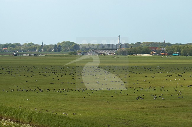  stock-image by Agami/Marc Guyt,