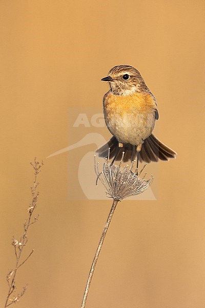 European Stonechat (Saxicola rubicola), front view of an adult female standing on a stem, Campania, Italy stock-image by Agami/Saverio Gatto,