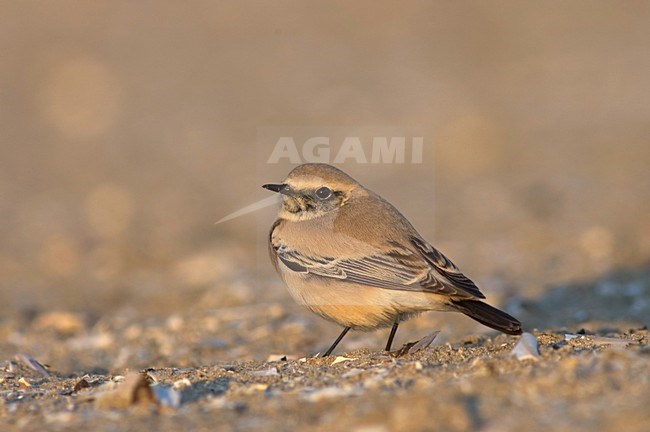 Desert Wheatear on beach of IJmuiden, Netherlands ; Woestijntapuit op het strand van IJmuiden stock-image by Agami/Marc Guyt,