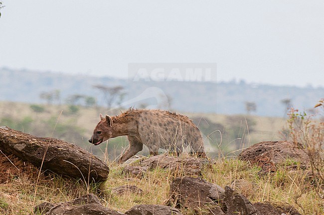 A spotted hyena, Crocuta crocuta, walking among boulders on the savanna. Masai Mara National Reserve, Kenya. stock-image by Agami/Sergio Pitamitz,