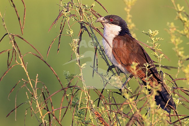 Coppery-tailed Coucal (Centropus cupreicaudus) perched in a bush in Tanzania. stock-image by Agami/Dubi Shapiro,