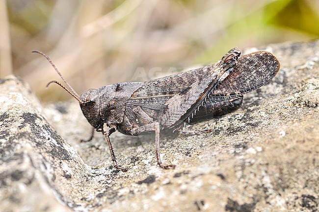 Klappersprinkhaan, Rattle grasshopper stock-image by Agami/Casper Zuijderduijn,