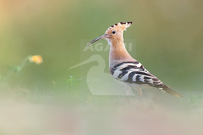 Eurasian Hoopoe (Upupa epops) in Italy. stock-image by Agami/Daniele Occhiato,