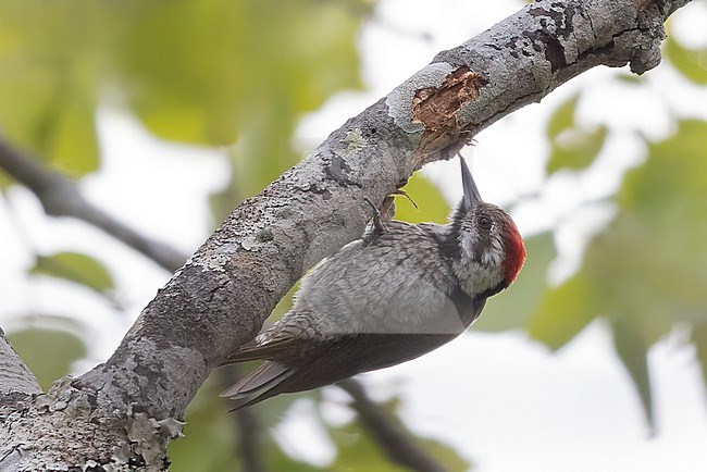 Stierling's Woodpecker (Chloropicus stierlingi) in Tanzania. stock-image by Agami/Dubi Shapiro,