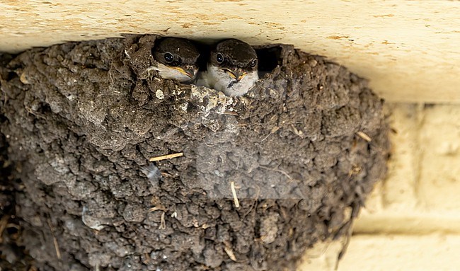 Common House Martin (Delichon urbicum) two chicks in nest and one with ant stock-image by Agami/Roy de Haas,