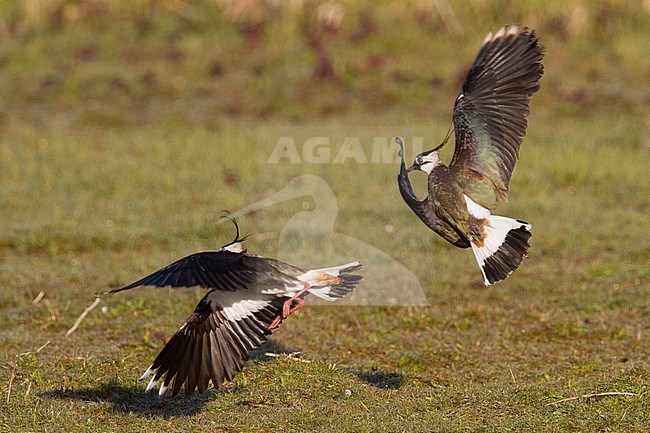 Kievit; Lapwing; Vanellus vanellus stock-image by Agami/Menno van Duijn,