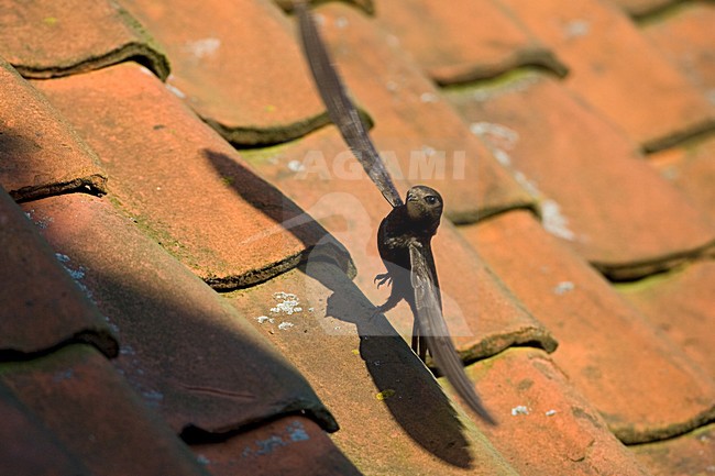 Common Swift perched on roof near nest; Gierzwaluw zittend op dak bij het nest stock-image by Agami/Marc Guyt,