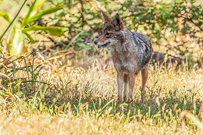 Adult female African Golden Wolf (Canis anthus) Sitting in Tamentout Forest, Kabylia, Algeria. stock-image by Agami/Vincent Legrand,