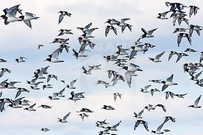 Eurasian Oystercatcher - Austernfischer - Haematopus ostralegus ssp. ostralegus, Germany stock-image by Agami/Ralph Martin,