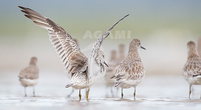 Great Knot (Calidris tenuirostris) wintering in Cairns Esplanade (southern end) in Queensland, Australia. stock-image by Agami/Ian Davies,