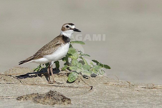 Adult male Wilson's Plover, Charadrius wilsonia, in breeding plumage standing on the beach.
Galveston Co., Texas, USA. stock-image by Agami/Brian E Small,