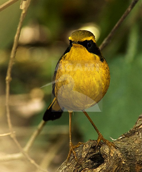 Wintering male Golden Bush Robin, Tarsiger chrysaeus, at Sat Tal, india. stock-image by Agami/Marc Guyt,