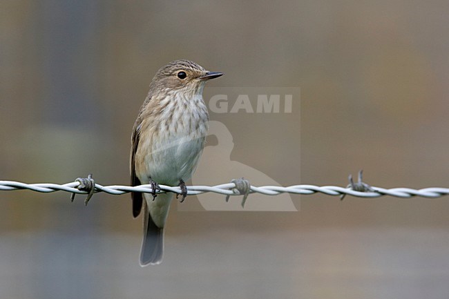 Grauwe Vliegenvanger zittend op prikkeldraad; Spotted Flycatcher perched on a wire stock-image by Agami/Arie Ouwerkerk,