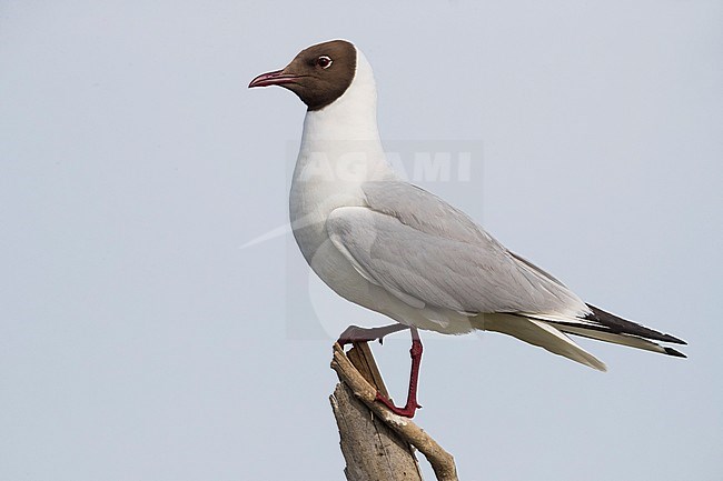 Kokmeeuw; Common Black-headed Gull; Croicocephalus ridibundus; stock-image by Agami/Daniele Occhiato,
