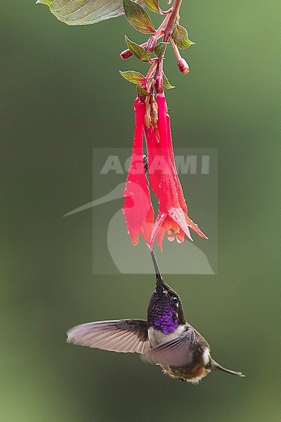 Purple-throated Woodstar (Calliphlox mitchellii) feeding at a flower in Colombia, South America. stock-image by Agami/Glenn Bartley,