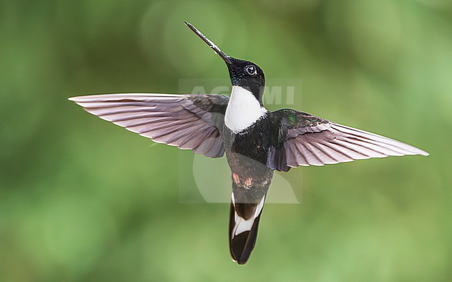 Collared Inca (Coeligena torquata) stock-image by Agami/Lennart Verheuvel,