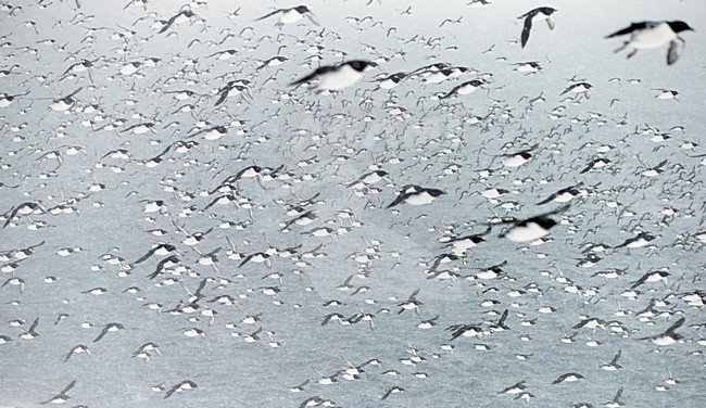 Grote groep Zeekoeten boven zee, Large group Common Murre above sea stock-image by Agami/Markus Varesvuo,