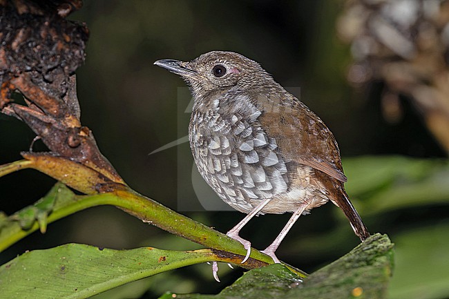 Makira Thrush, Zoothera margaretae, in the Solomon Islands. Also known as the San Cristobal thrush. stock-image by Agami/Pete Morris,